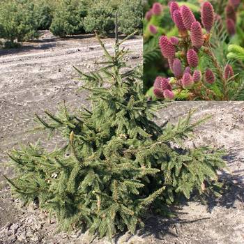 Ель обыкновенная Picea abies 'Acrocona'